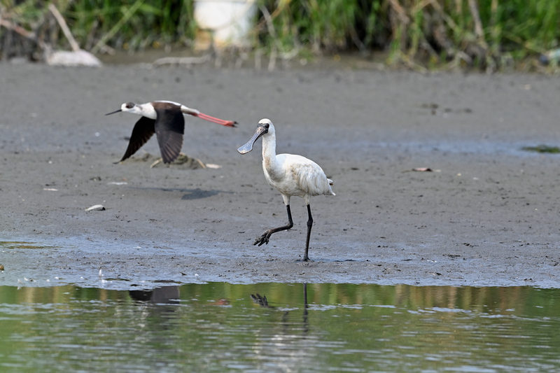 台灣持續是黑面琵鷺(圖前)最重要的度冬棲地。資料照。(鳥友提供)