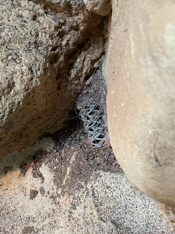 台北市立動物園27日表示，兩棲爬蟲動物館射紋陸龜展場今年2月到3月再次做防鼠措施，持續設陷阱捕捉與移除，迄今無入侵。圖為防鼠措施。
（台北市立動物園提供）