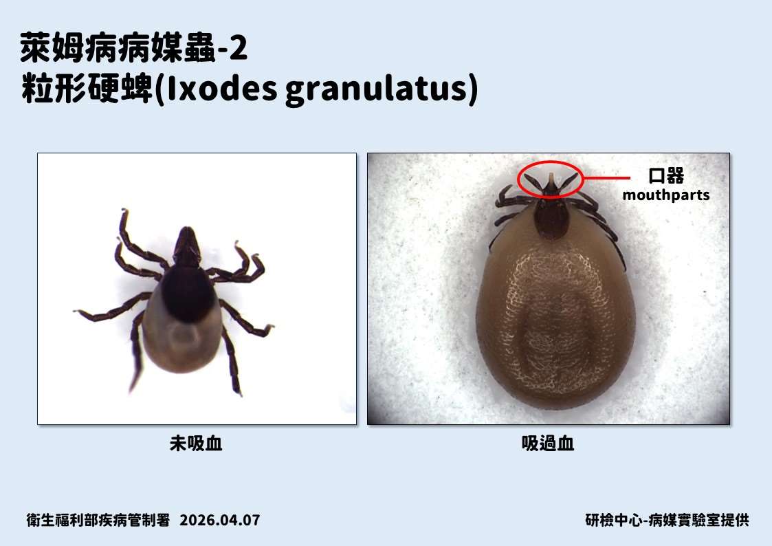 我國出現今年首例境外萊姆病。(疾管署提供)