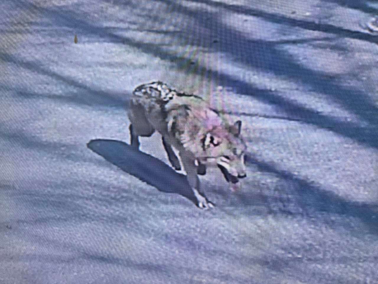 南韓大田動物園公狼逃脫，當地媒體公布的照片顯示，這頭狼在馬路中央徘徊。(X@DreamDaejeon)
