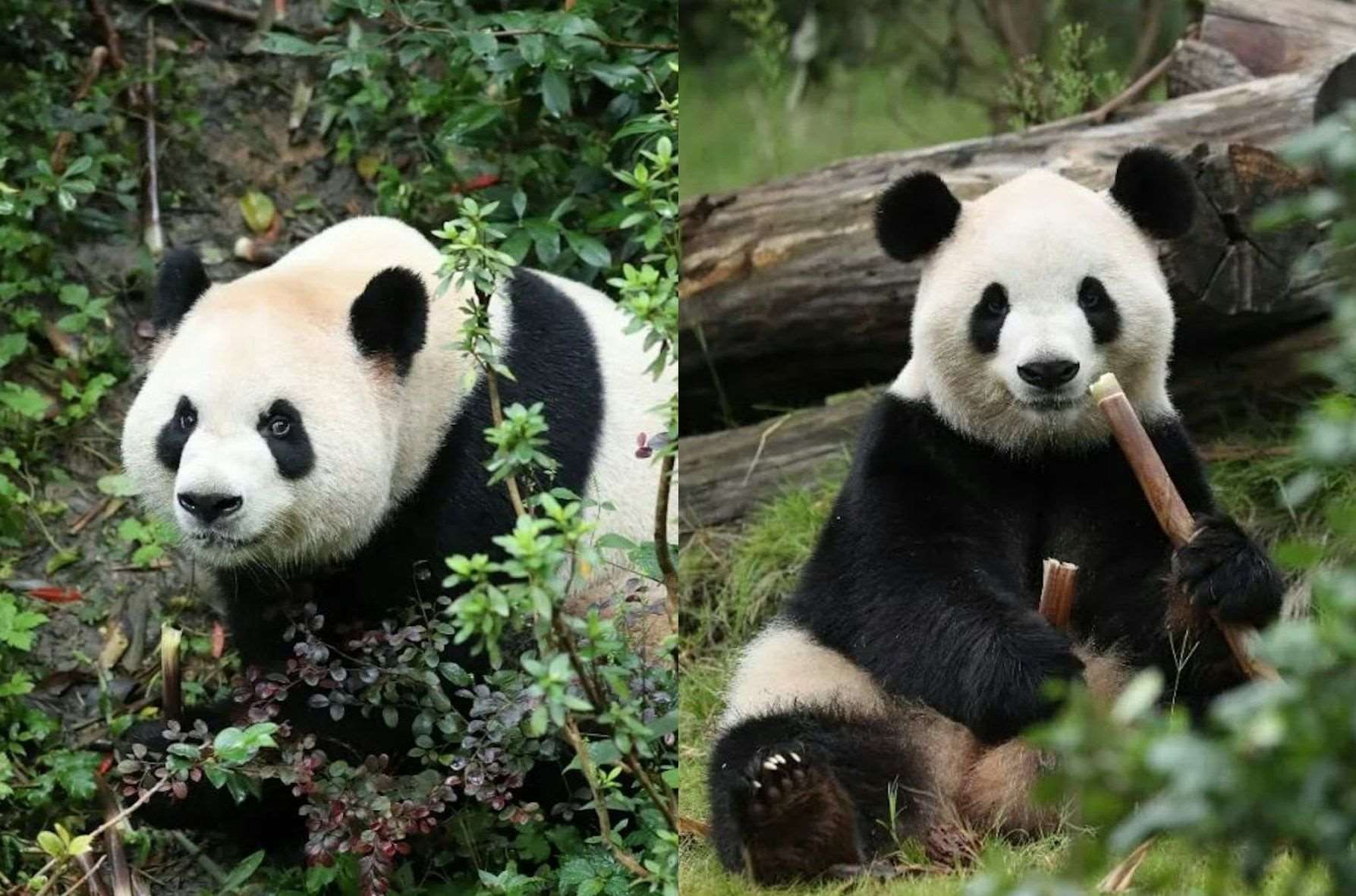 中國大貓熊平平(左)、福雙(右)將赴美10年。 (圖:中國野生動物保護協會)