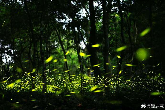 2026日月潭星光螢火季即日起登場，將持續至5月31日