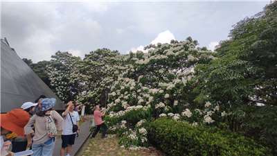 位在苗栗銅鑼客家文化館旁的桐花王盛開，吸引民眾前往欣賞拍照