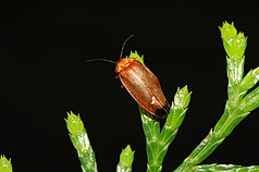 LG
奧萬大水源純淨　螢火蟲生態豐富
農業部林業及自然保育署南投分署所轄奧萬大國家森
林遊樂區有純淨水源與低干擾林相，造就豐富的螢火
蟲生物多樣性。圖為大端黑螢。
（林業及自然保育署南投分署提供）
中央社記者蕭博陽傳真　115年3月17日
