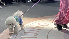 巴西通過新法 夫妻離異可享寵物共同監護權。示意圖。