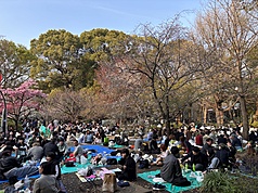 日本櫻花季吸引不少外國觀光客， 圖為在東京上野公園櫻花樹下野餐的遊客。資料照片。