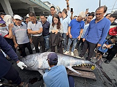 LG
屏東第一鮪「驗明正身」
黑鮪魚汛期到來，琉球籍漁船富漁慶2號5日通報捕獲
屏東第一鮪，6日下午由東港漁會鑑定小組進行驗魚
及過磅後，確定符合資格。
中央社記者李卉婷攝　115年4月6日
