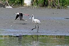 台灣持續是黑面琵鷺(圖前)最重要的度冬棲地。資料照。(鳥友提供)