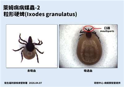 我國出現今年首例境外萊姆病。(疾管署提供)