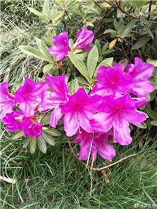 杜鵑花綻放的季節，浙江湖州滿城嫣紅——聽友馮樂翔攝影分享拍攝提供