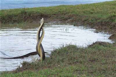 楊政峰獲獎作品。本照片由楊政峰所提供