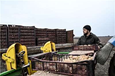 烏克蘭扎波羅熱州的農民春耕，已經開始在田間種植馬鈴薯，但因燃料和化肥價格上漲，預估馬鈴薯產量將會下降。 (AFP)