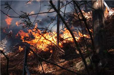 日本岩手縣大槌町的森林火災自22日爆發以來，至今已延燒5天，火勢依然還沒有撲滅。 