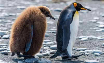 國際自然保育聯盟指出，估計到2080年代，皇帝企鵝的數量將減少50%。(圖：Unsplash)