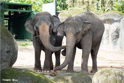 台北市立動物園近期安排動物搬家，大象照養團隊安排住進非洲動物區的亞洲象「友信」、「友愷」與非洲象「千惠」循序漸進地熟悉彼此的氣味，為搬家後的新環境做準備。(台北市立動物園提供) 