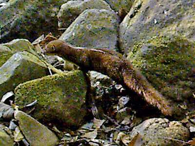 泰國普奇尤野生動物保護區(Phu Khieo Wildlife Sanctuary)再度發現受保護物種白背鼬(Back-striped weasel) ( Phu Khieo Wildlife Sanctuary FB)