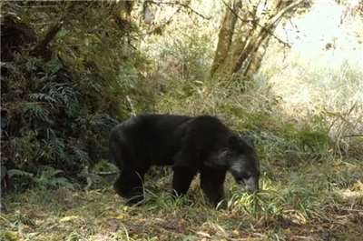 臺灣黑熊監測影像。(圖 : 農業部林業及自然保育署宜蘭分署)