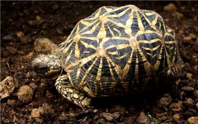 一名台灣遊客企圖走私印度星龜，在泰國被捕。圖為印度星龜。（台北市立動物園官網）