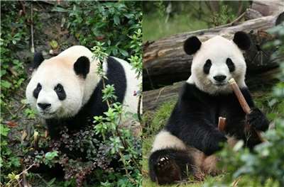 中國大貓熊平平(左)、福雙(右)將赴美10年。 (圖:中國野生動物保護協會)