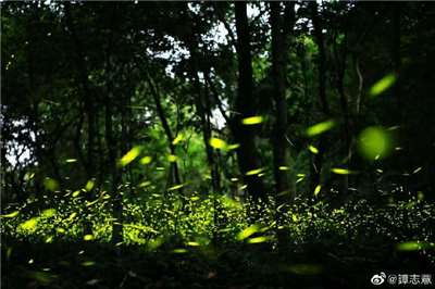 2026日月潭星光螢火季即日起登場，將持續至5月31日