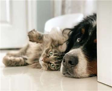 就人用藥轉為動物用藥議題，農業部表示將根據各單位面臨的臨床實務經驗，持續與各專業團體研商。(示意圖/Unsplash)