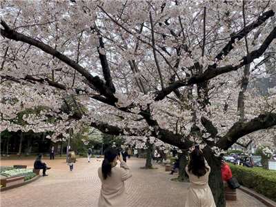  圖為東京日比谷公園染井吉野櫻盛開。資料照片。 (圖：中央社)