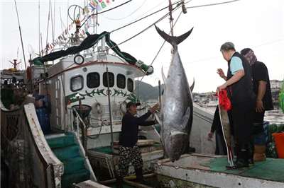 蘇澳籍漁船「全昌隆168號」7日捕獲1尾黑鮪魚活魚，將由蘇澳區漁會派員鑑定是否為今年「蘇澳第一鮪」。圖為該船去年捕獲1尾重216公斤黑鮪魚。(中央社資料照)