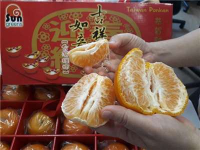 農業部農糧署表示，美國寬皮柑進口期間並非台灣柑橘產季，且降關稅後，價格仍高於國產椪柑。圖為台灣椪柑資料照。(圖：中央社)