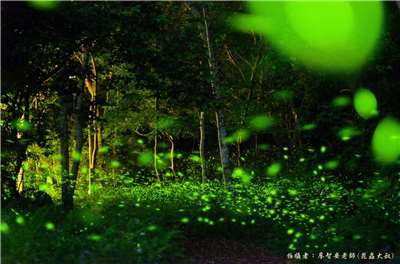夜間螢火蟲點點飛舞，圖為惠蓀林場茶道的黑翅螢(圖：惠蓀林場提供)