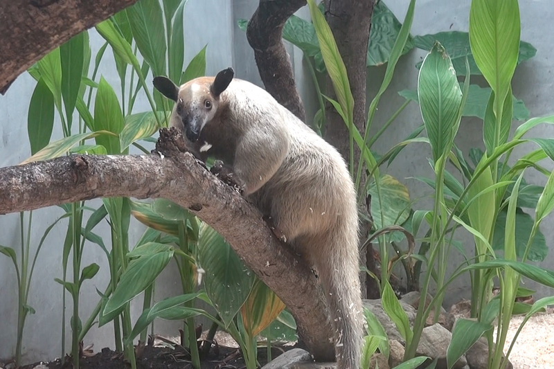 台北市立動物園21日表示，小食蟻獸「黑妞」離家出走，估計3天以來最遠已移動9公里。
（台北市立動物園提供）