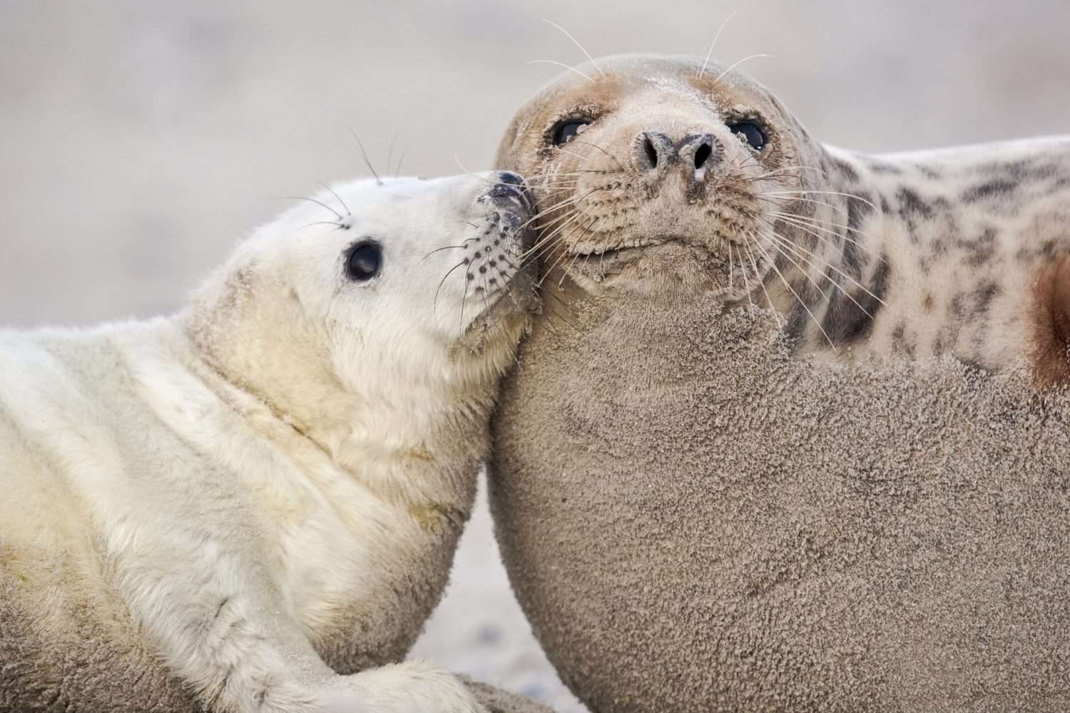 （黑爾戈蘭島灰海豹。圖源：黑爾戈蘭島觀光網站，https://www.helgoland.de/en/free-time/nature-experiences/grey-seals-and-harbor-seals/winter/）