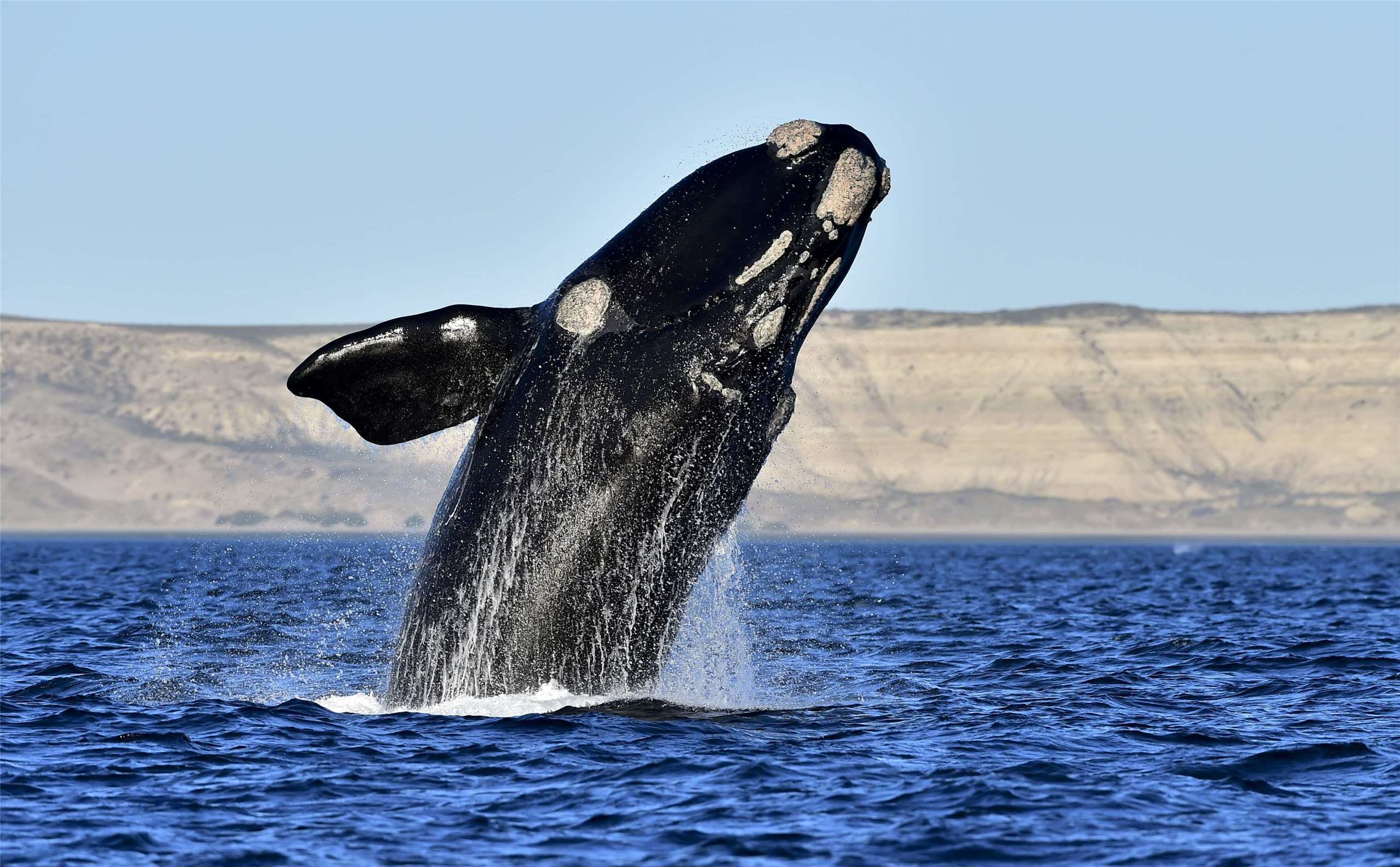 南露脊鯨(Southern Right whale)出沒在亞熱帶地區和南半球的水域中。資料照。