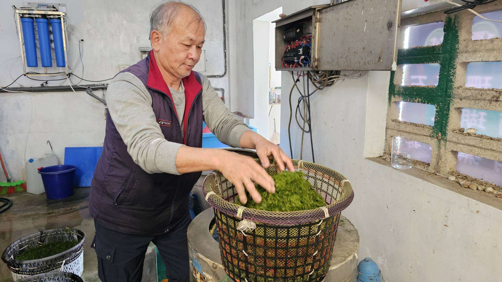 澎湖海菜推廣中心（海菜之家）負責人曾進福說明青海菜處理流程