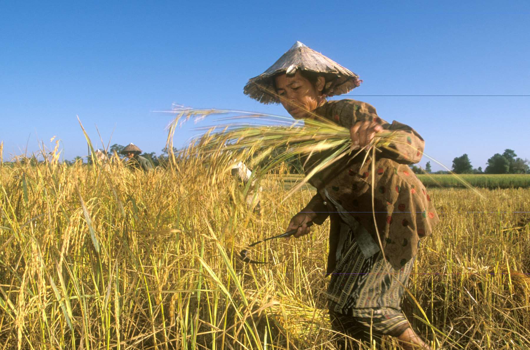 聯合國糧農組織(FAO)8日表示，受到伊朗戰爭及荷姆茲海峽封鎖影響，4月份全球糧食價格攀升至3年多來的最高點。(圖：FAO)