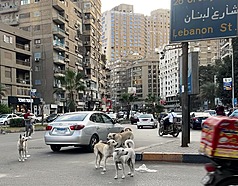 埃及各地近年流浪犬數量增加，開羅市區街道野狗成群，問題層出不窮。埃及政府近日宣布，將啟動全國性流浪狗絕育運動。