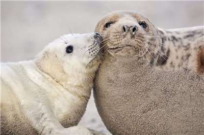 （黑爾戈蘭島灰海豹。圖源：黑爾戈蘭島觀光網站，https://www.helgoland.de/en/free-time/nature-experiences/grey-seals-and-harbor-seals/winter/）