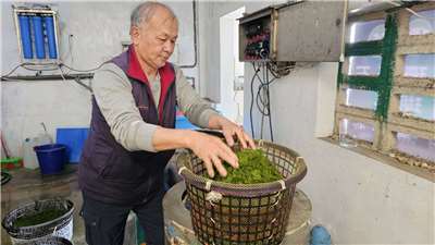 澎湖海菜推廣中心（海菜之家）負責人曾進福說明青海菜處理流程