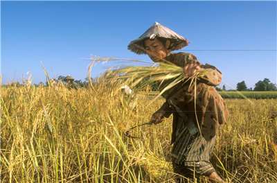 聯合國糧農組織(FAO)8日表示，受到伊朗戰爭及荷姆茲海峽封鎖影響，4月份全球糧食價格攀升至3年多來的最高點。(圖：FAO)