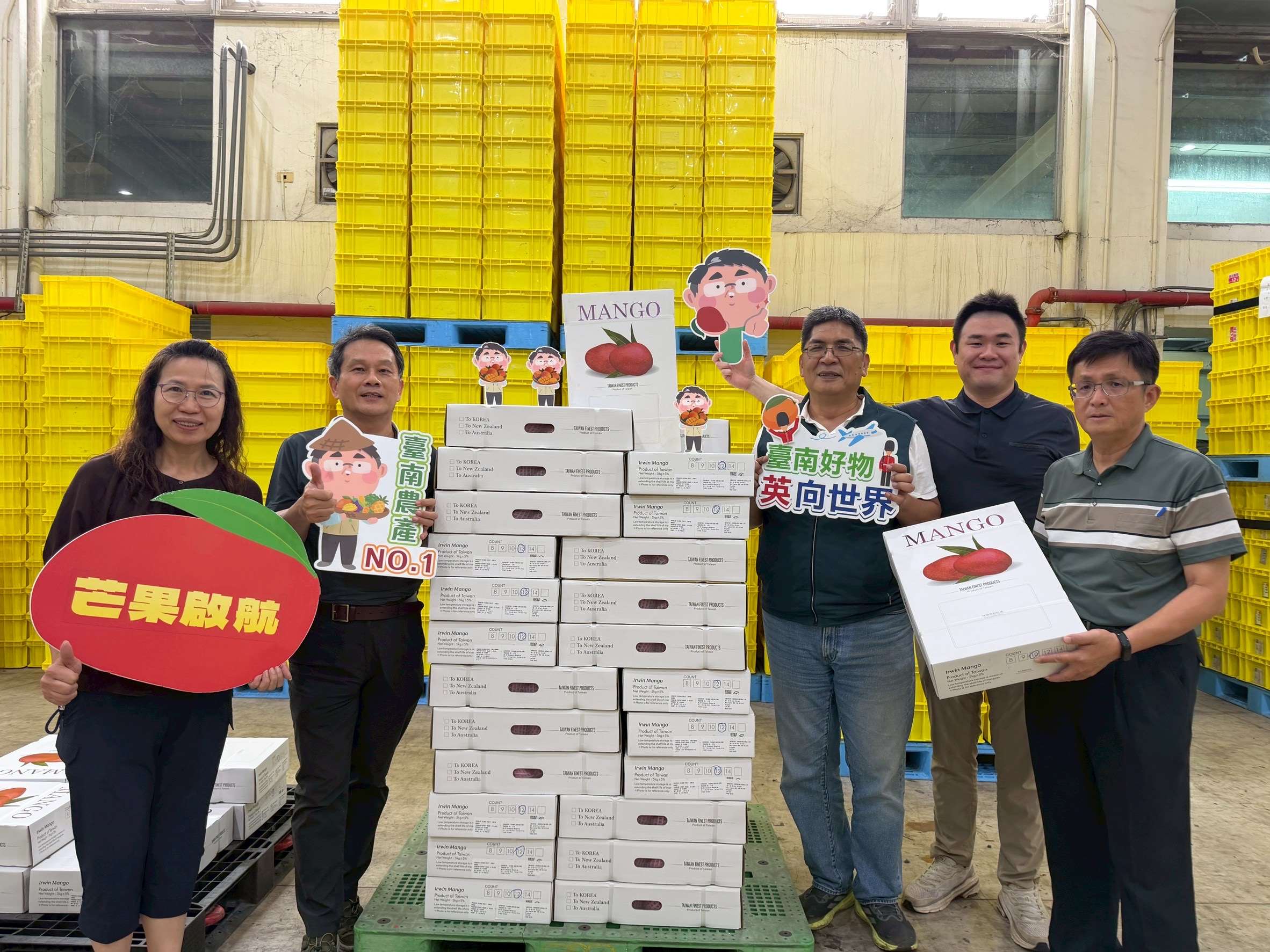 台南愛文芒果28日將空運英國 500公斤，也是台灣首批出口英國的芒果。 (台南市政府提供)