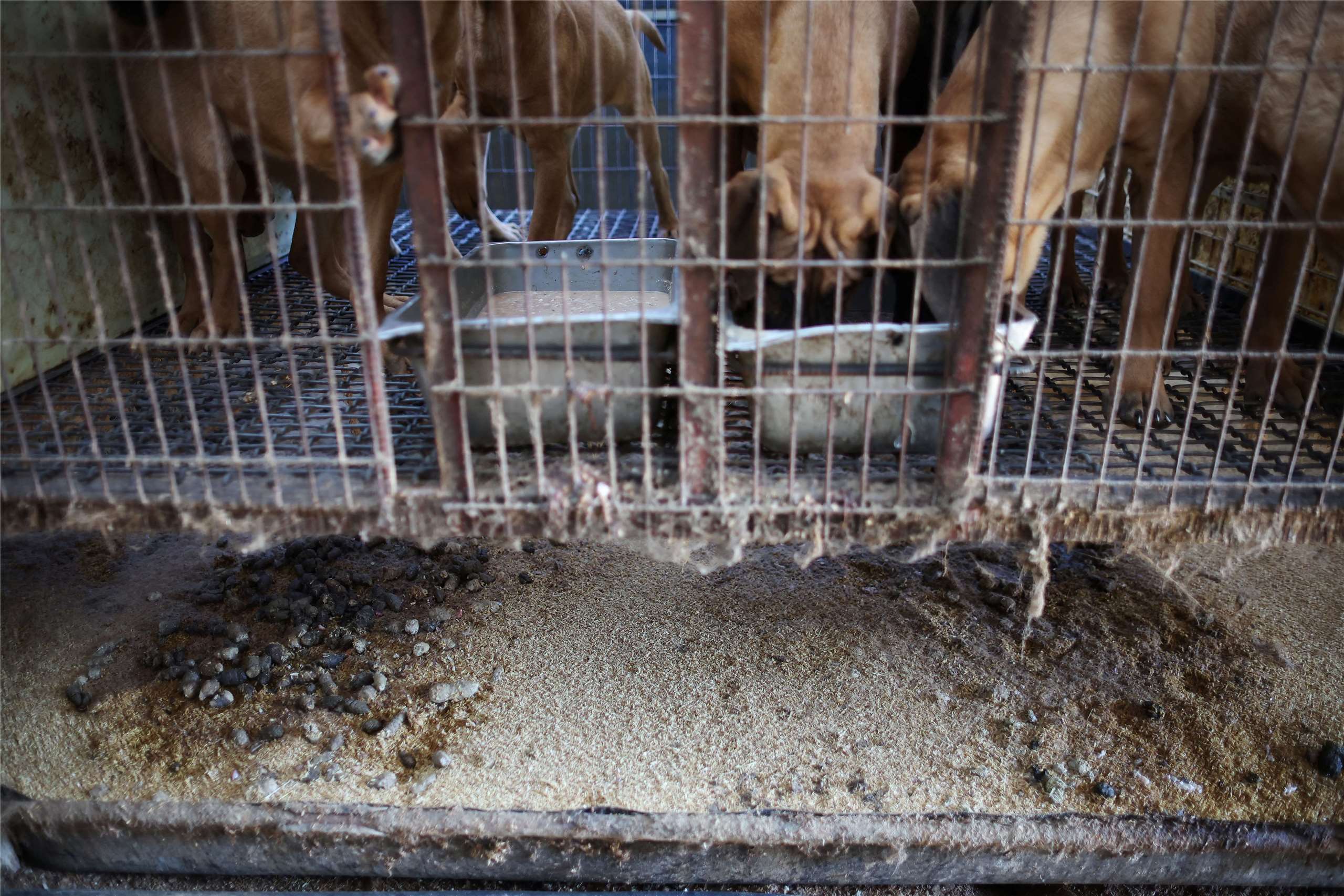 韓國禁食狗肉法律將於2027年2月生效。資料照片。
