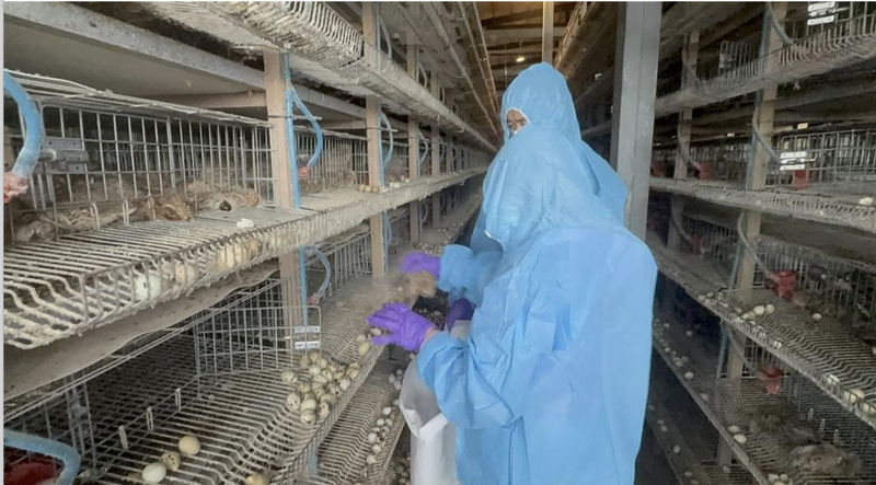 彰化縣動物防疫所日前獲報，福興鄉一處鵪鶉場出現異常死亡情形，經人員採樣驗出新型H5N1亞型高病原性禽流感病毒，23日進行撲殺及消毒作業。（彰化縣政府提供）