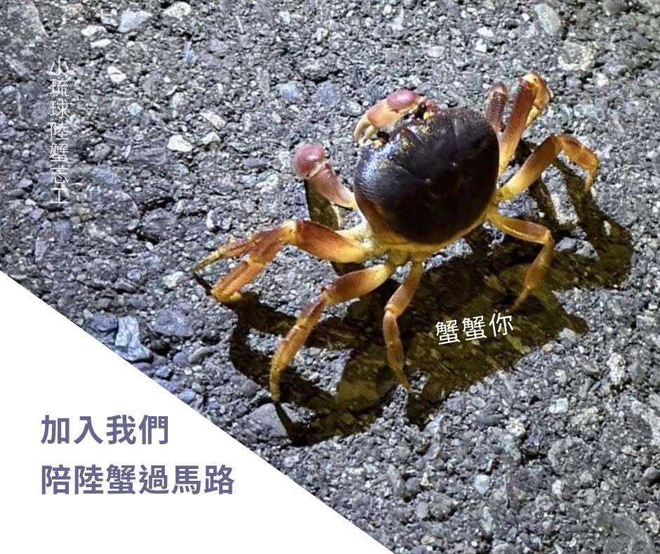 小琉球封路 守護紫地蟹  本照片轉載自小琉球海岸生態協會fb