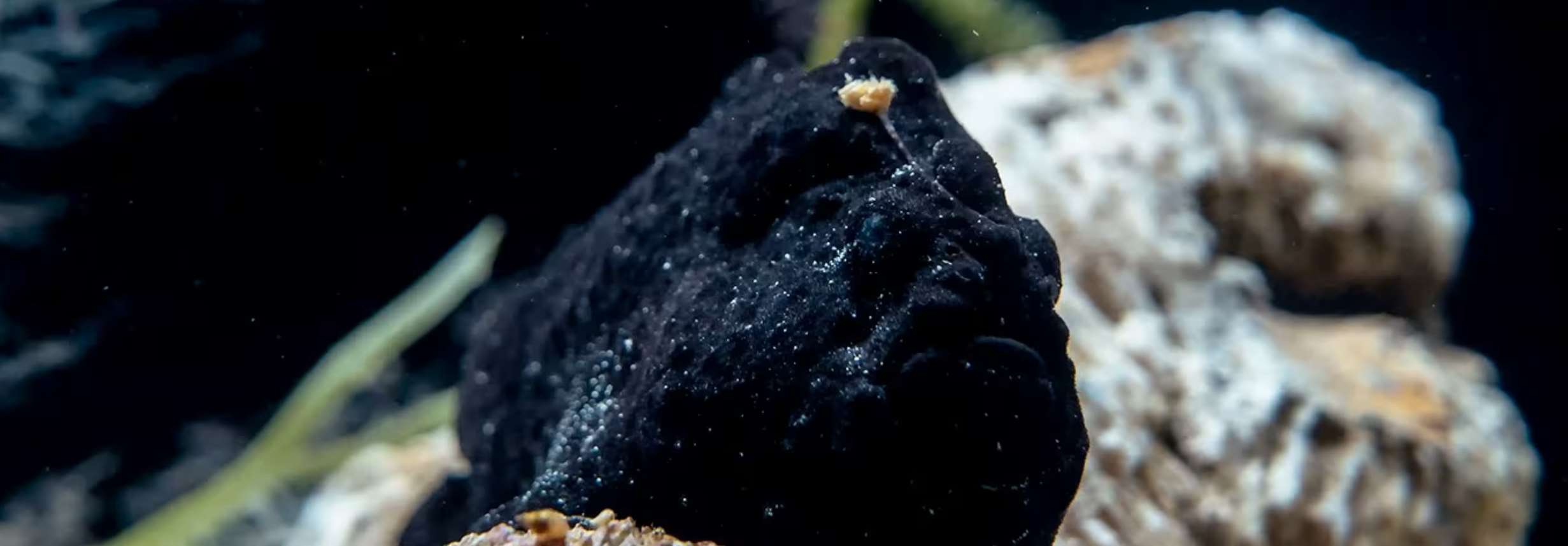 你看得出這是魚而不是石頭嗎？ 我是躄魚啦！ 還自備釣餌喔。     本照片截取自台中海洋館官網