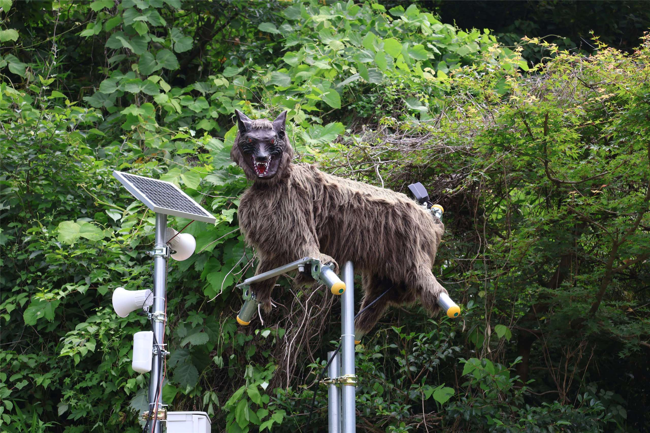 這款名為「怪獸狼」(Monster Wolf)的狼型機器人，是一款搭載紅外線偵測器的機器人，當偵測到動物時，會發出50多種巨大聲響並閃爍LED強光來嚇阻、驅趕野生動物。