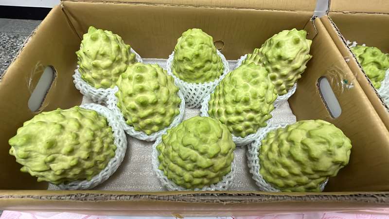 農業部14日表示，台灣農產品外銷需要的是多元、有穩定需求、尊重國際與科學規範的市場，政府將持續協助農民建構與提升外銷供應鏈，並獎勵業者開拓優質高端外銷市場。圖為台東鳳梨釋迦。