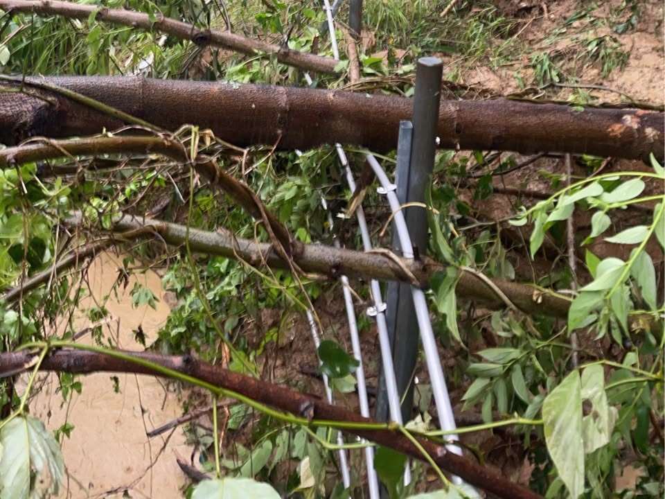 受全台豪大雨影響，26日上午 8:43 新竹路段因樹木倒塌(圖)導致邊坡偵測器作動而一度停駛，雖於 9:33 恢復運轉，但後續部分車次將延誤。(FB/@thsrco)