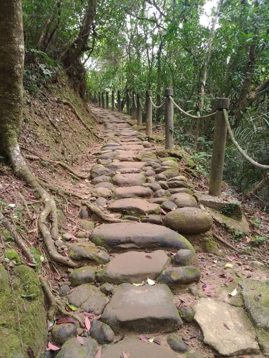 國家綠道樟之細路，一條原客和解的大路:十年來陪大家走在多元族群文化風景的路上 episode artwork