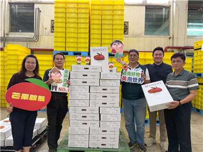 台南愛文芒果28日將空運英國 500公斤，也是台灣首批出口英國的芒果。 (台南市政府提供)