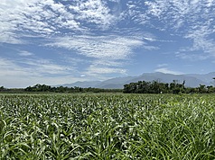 中央氣象署今天(7日)針對彰雲南、花東地區發布高溫資訊，恐有36度以上高溫。圖為花蓮光復鄉雜糧作物田區。