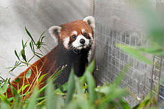 台北市立動物園6日表示，來自上海動物園的小貓熊已抵達園內，2隻個體狀況良好，其中雄性個體很快就開始吃東西。（台北市立動物園提供）